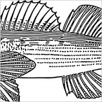 darter