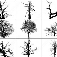 dead trees brush