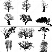 dead trees brush