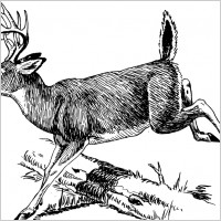 deer