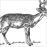 deer 1