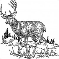 deer 2