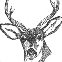 Deer Head clip art