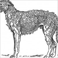 deerhound