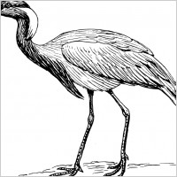 demoiselle crane