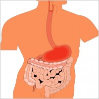 Internal Organ Chart