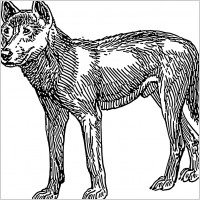 dingo