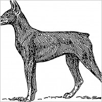 doberman