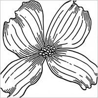 Dogwood clip art
