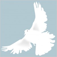 dove - colombe