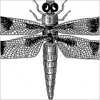 dragonfly