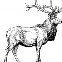 Elk outline Free vector for free download about (4) Free vector in ai
