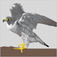 Falcon
