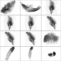 feather brush