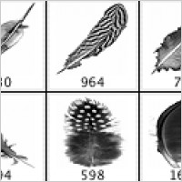 Feather Brushes 02