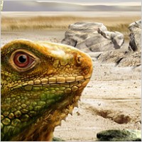Featured psd lizards layered material