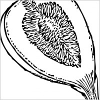 Fig clip art