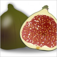 Fig Fruit