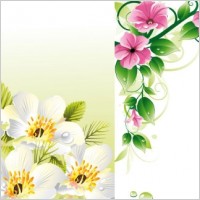 flower border u0026amp background vector