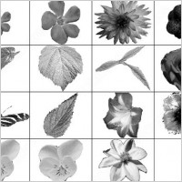 flowers and butterflies brush