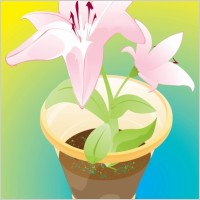 Flowers Gift