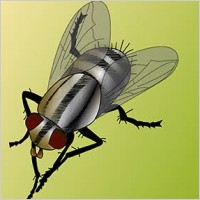 Fly bug vector