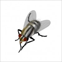 

								Fly Vector							