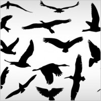 Flying Birds 