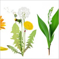 Four kinds of flowers Vector material