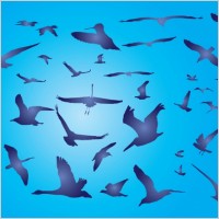 Free Birds