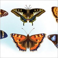 Free butterfly vector