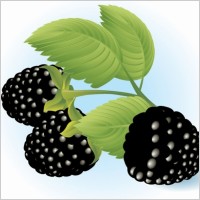 Free Dewberries Vector Illustration