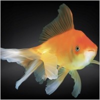Free Goldfish Vector