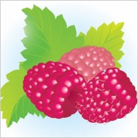 Free Raspberries Vector Illustration