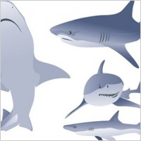 Free Vector Shark