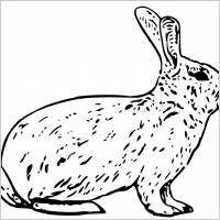 french rabbit