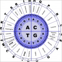 Genetic Code
