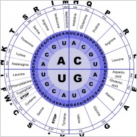 Genetic Code RNA
