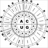Genetic Code RNA BW