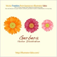 Gerbera