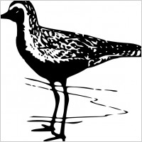 Golden Plover clip art