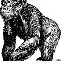 Gorilla