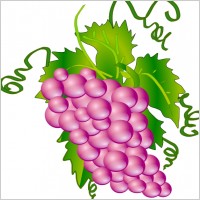 Grapes clip art