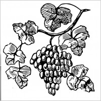 Download Free Vector on Grape Wine Clip Art Free Vector For Free Download  About 10 Files