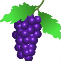 Grapes Vine clip art