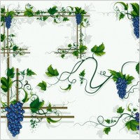 grapes vines grape leaf border vector