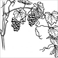 Grapevine clip art