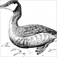 Grebe