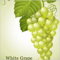green grapes vector