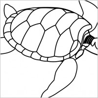 Green sea turtle line art
